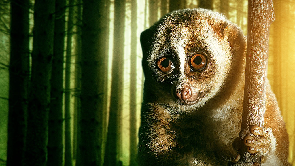 72 Dangerous Animals Asia Netflix Official Site